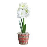 1 Amarilis Blanca, Flor Viva De Interior Fácil De Cultivar, 