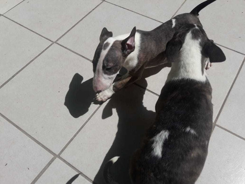 Cachorros Bull Terrier  Únicos Del Imperio Boccdall 