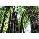 Semillas De Bambú Negro Phyllostachys Nigra Autenticas