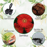10 Semillas De Flor Gerbera + Mini Kit De Germinación 