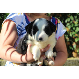 Filhotes De Border Collie Do Canil Lili Dog 