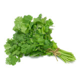 Semillas Cilantro O Coriandro Aromatico | La Huerta Orgánica