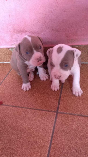 Filhote De Pit Bull Pitmonster