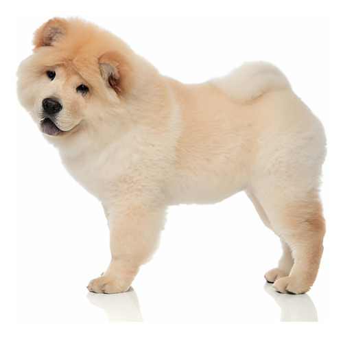 Cachorro Chow Chow Disponible Perro Pet Puppy Dog