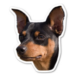 Iman Miniatura Para Perro Pinscher De Magnet America Mide 4