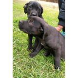 Lindos Cachorros Cane Corso.