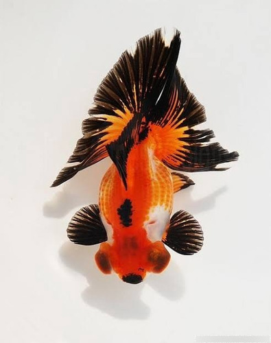 Pez Cola De Mariposa Doradogoldfish Importacion Shangai Lujo