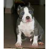 Macho American Bully Extremo, Registro Abkc, 3 Meses