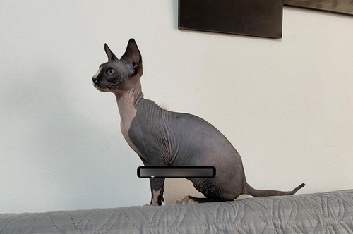 Gato Sphynx, Gato Esfinge , Gato Egipcio, Gato Sin Pelo