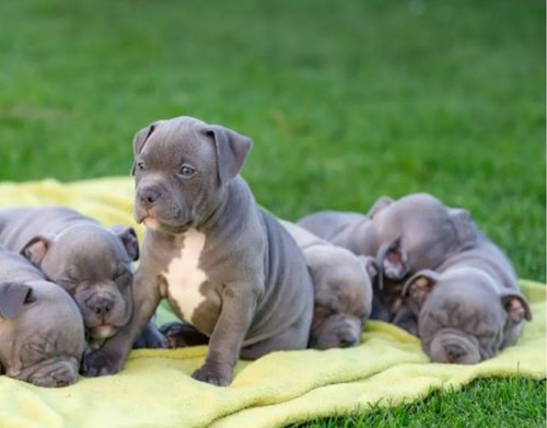 Filhotes De American Bully Com Procedência E Garantia Lindos