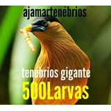 Ajamar Larvas De Tenebrio Gigante 500 Unidades 