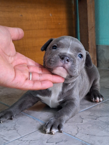 Pitbull Blue Cachorros 