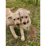 Cachorros Labrador Beige Y Dorados, 100% Puros, Garantia =