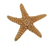 Estrella De Mar Grande Decoración 15-19 Cm Envío Gratis