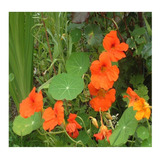 15 Semillas De Mastuerzo - Tropaeolum Majus Flor Comestible