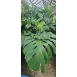 Monstera Deliciosa 10lts