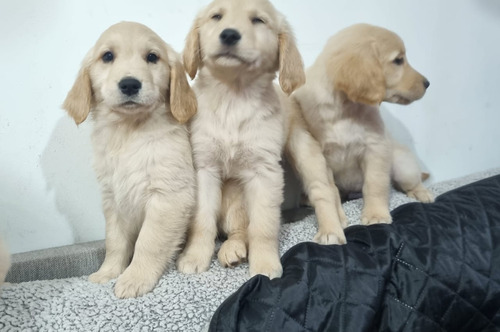 Golden Retrievers