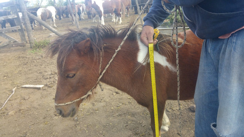 Ponys Petisos Padrillos