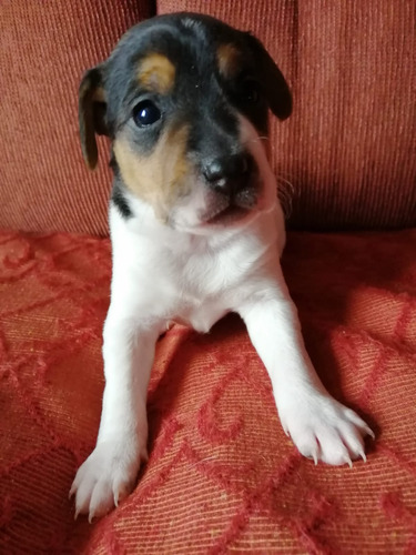 Cachorros Terrier Chileno 