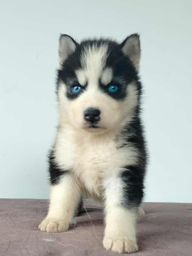 Cachorros Husky Siberiano. Todas Las Razas De Perros