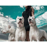 Cachorros Dogo Argentino Premium 5