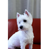 Perros West Highland White Terrier Cachorros Westie Pet Pupy