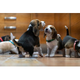 Beagle- Hermosos Cachorros Puros!