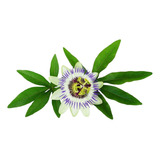 Pasionaria Azul - Pasiflora Caerulea - Maracuya Azul Floral