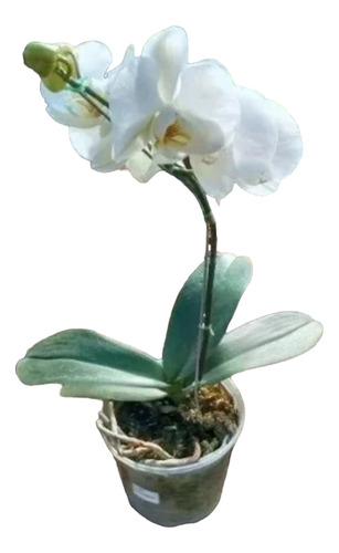 Orquidea Phalaenopsis/ Cymbidium Con Flores Grandes. Nat Act
