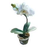 Orquidea Phalaenopsis/ Cymbidium Con Flores Grandes. Nat Act