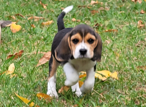 Beagle Cachorra Hembra - Macho Fca