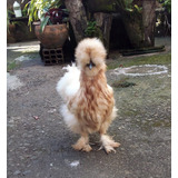 Ovos Sedosa Do Japão Silkie Galo Galinha Aves Puras