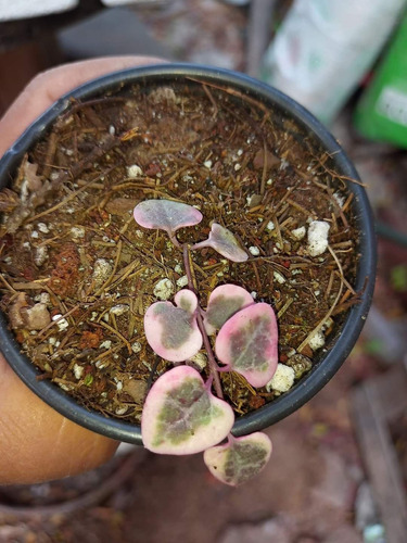 Corazón En Un Hilo Variegada