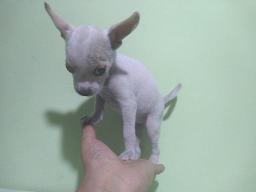 Cachorra Chihuahua Hembra Blanca Tacita Miniatura Bolsillo 