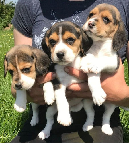 Beagle Os Filhotes Mais Lindos Disponíveis