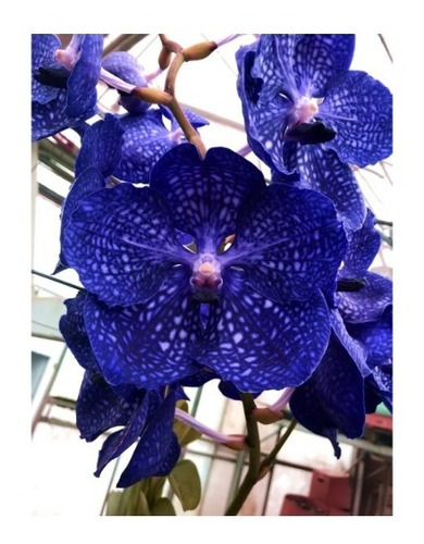 Orquídea Vanda Azul-  Banjong Sky Blue 