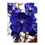 Orquídea Vanda Azul-  Banjong Sky Blue 