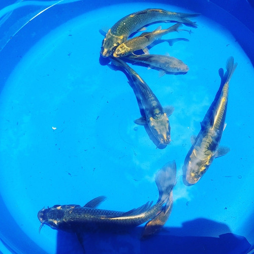 Carpa Koi