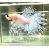 Betta White Crowntail Lt Linha Importada. Macho