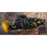 Pacote Com 30 Peixes Molinesia Sphenops - Água Doce- Aquário