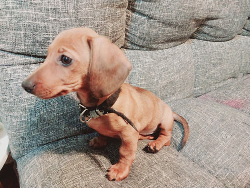 Cachorros Salchichas Dachshunds