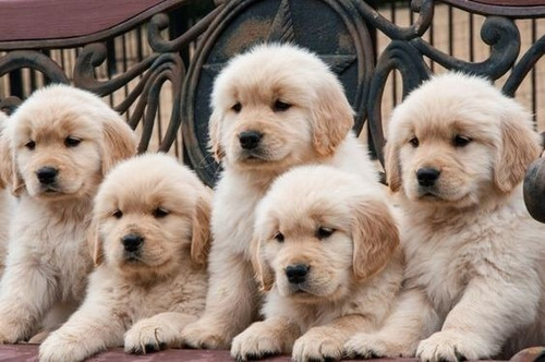 Perros Cachorros Golden Retriever Retiver Puppy