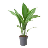 Aspidistra Elatior -  Planta Orejas De Burro 40 Cms