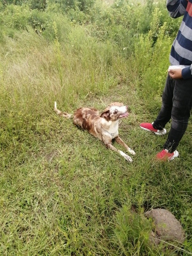  Border Collie Cachorros