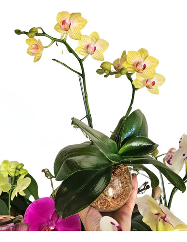 Orquideas Phalaenopsis Baby En Maceta De Vidrio