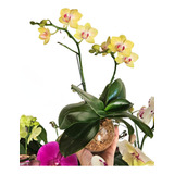 Orquideas Phalaenopsis Baby En Maceta De Vidrio