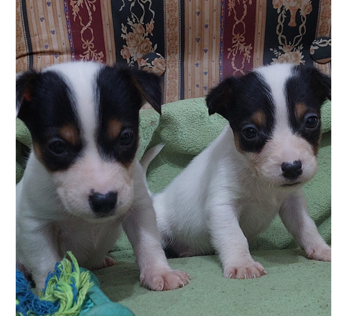 Cachs Jack Russell Terrier!! Con Ped Fca !