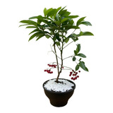 Bonsai De Café Ardisia Crenata Vermelha Jardim Decoração 