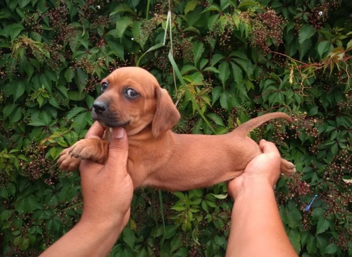 Cachorros Salchichas Dachshund Miniaturas