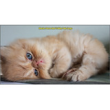 Gato Persa Red Tabby Jaspeado Peke Face Ultra Persian Cat 